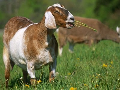 pakan ternak kambing