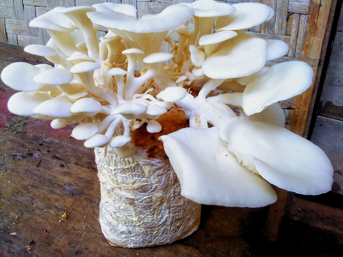 10 Langkah Mudah Cara Membuat Abon Jamur Unik, Nikmat dan Sehat