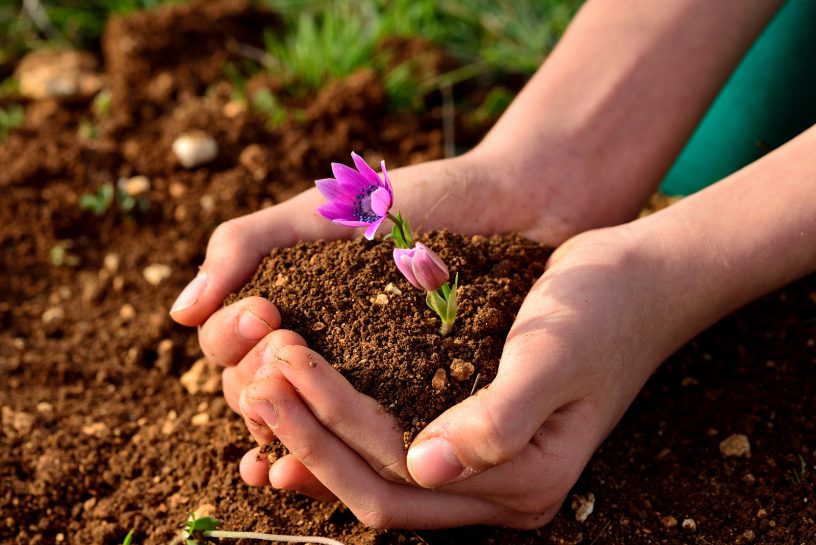 manfaat pupuk kompos bagi tanaman