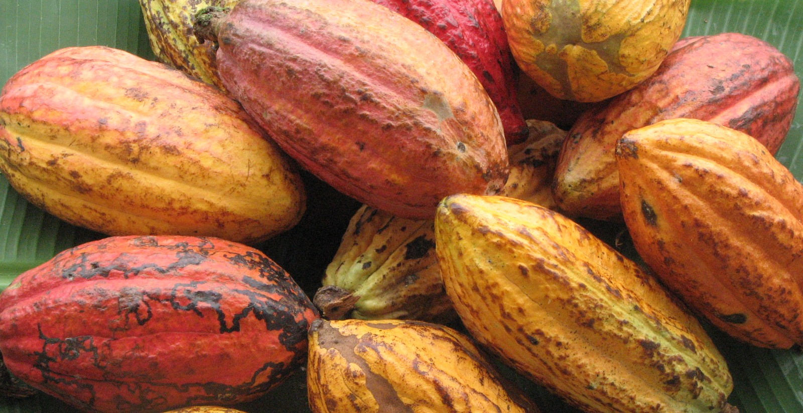 manfaat makan coklat