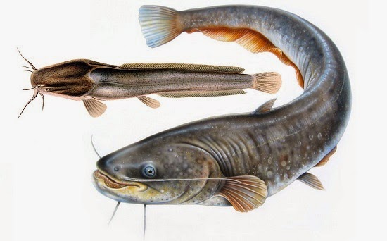 Cara Membuat Pelet Apung Untuk Ikan Lele