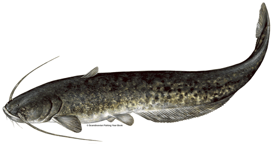 Cara Membuat Pelet Apung Untuk Ikan Lele