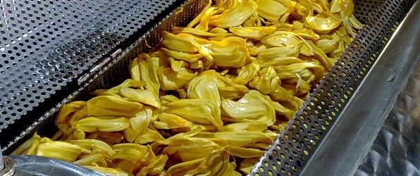 cara membuat keripik nangka dengan vacuum frying