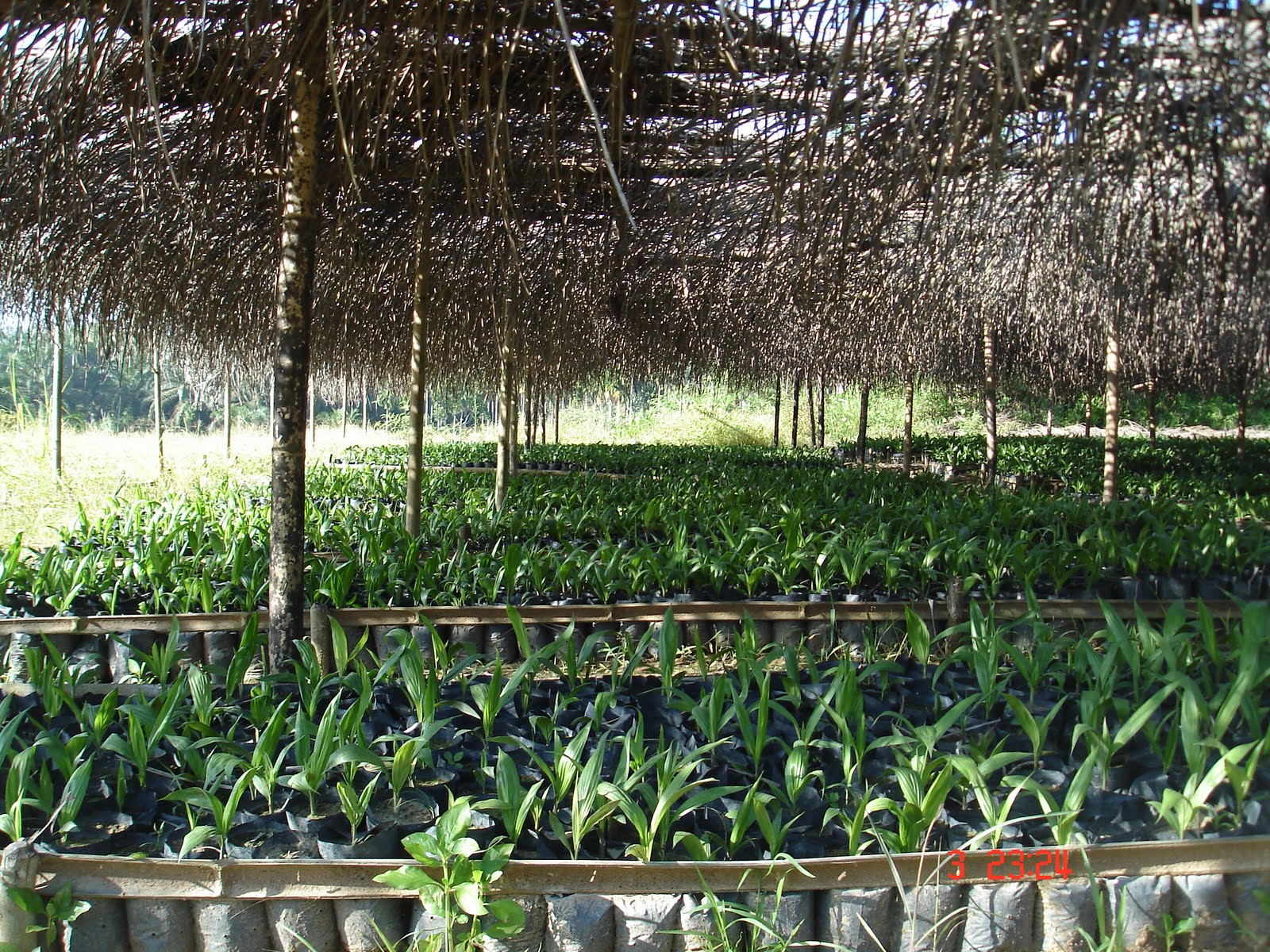 jarak tanam kelapa