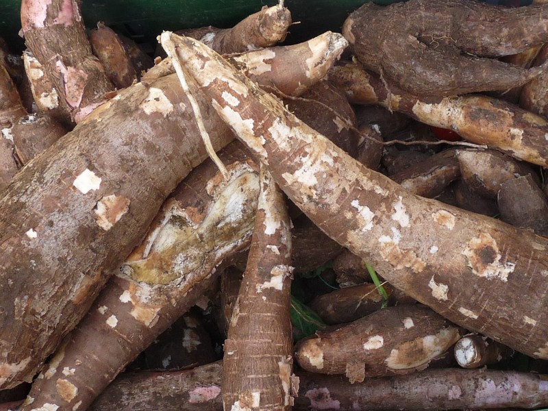 cara menanam singkong singkat