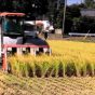 Cara panen padi di jepang