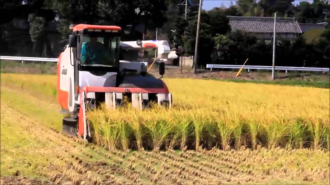 Cara panen padi di jepang