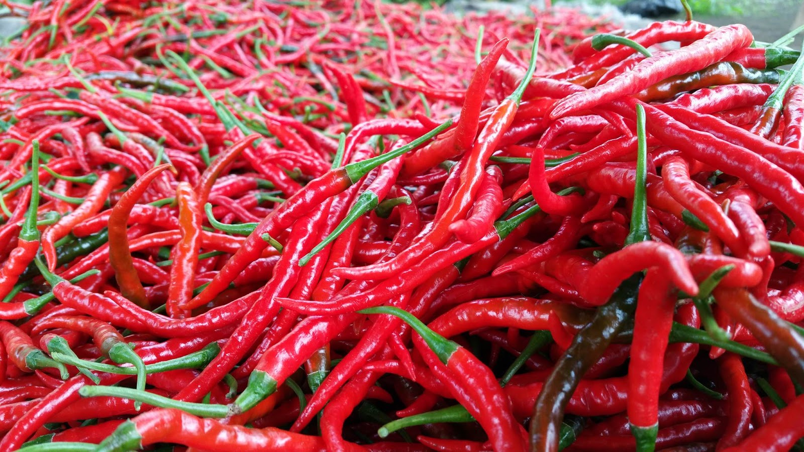cara menanam cabe hidroponik dalam polybag