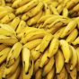 cara menanam pisang terbalik