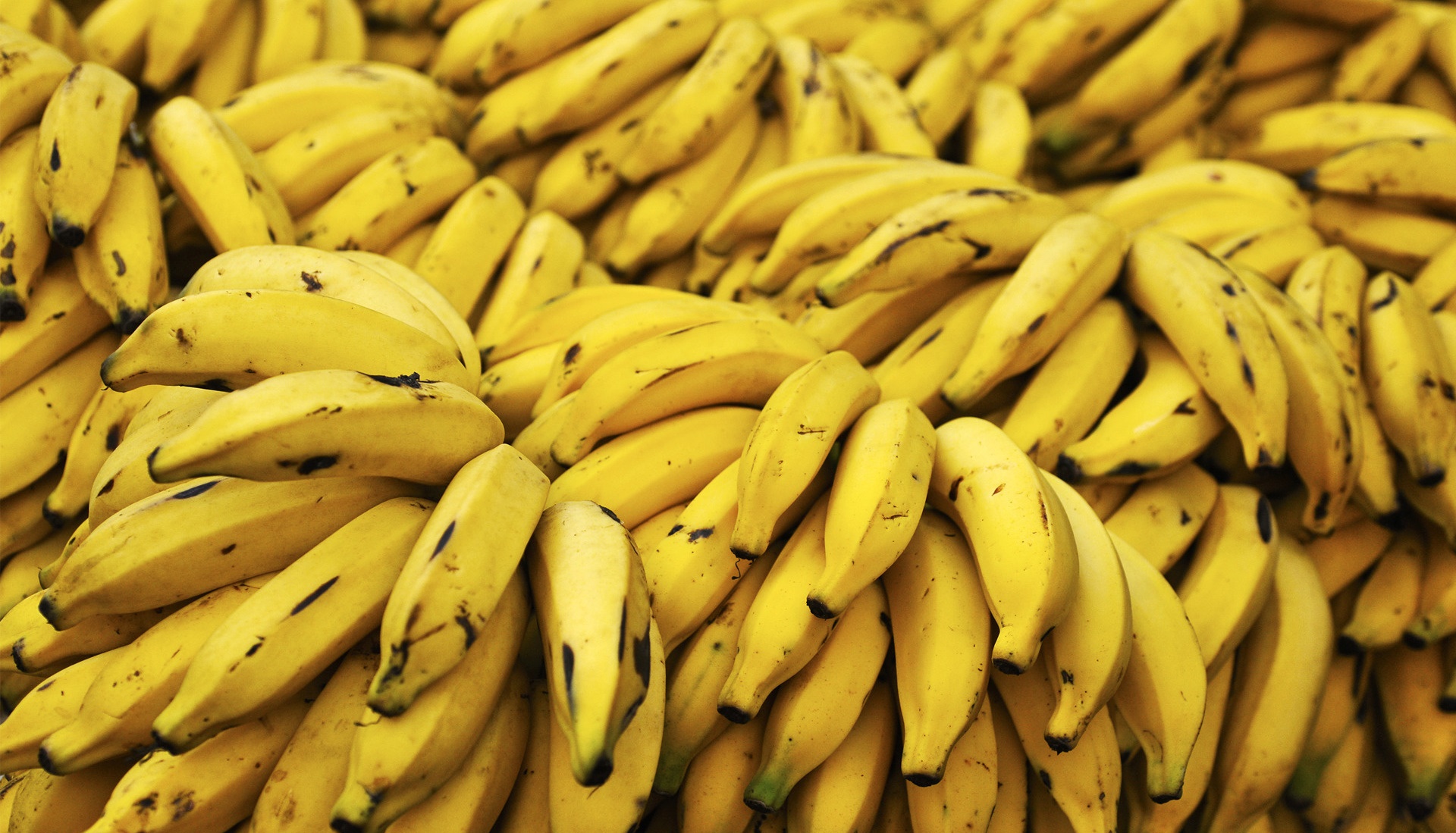 cara menanam pisang terbalik