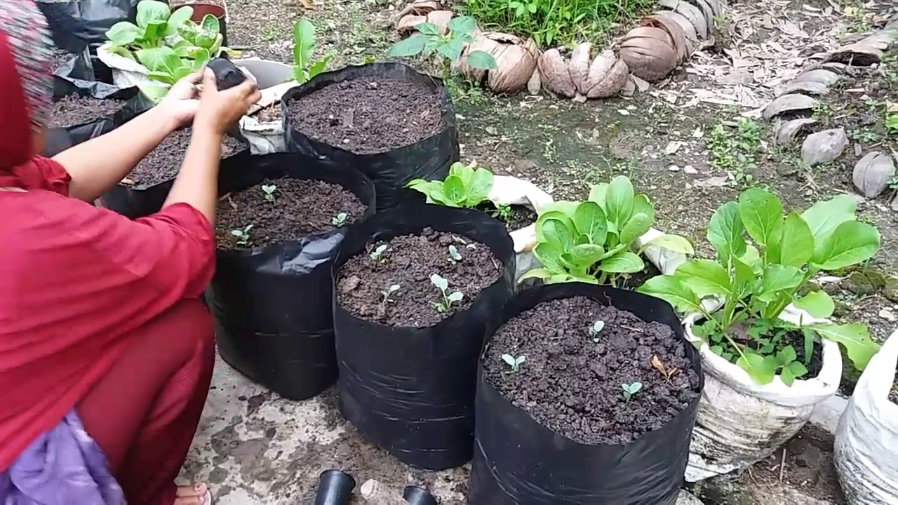 cara menanam kubis di pot