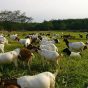 usaha pakan ternak kambing