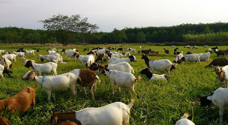 usaha pakan ternak kambing