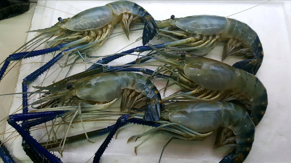 metode budidaya udang air tawar