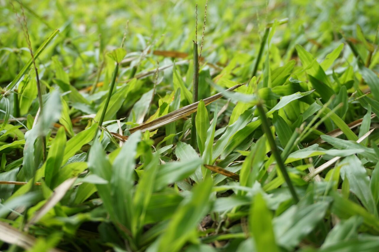 cara membasmi rumput liar