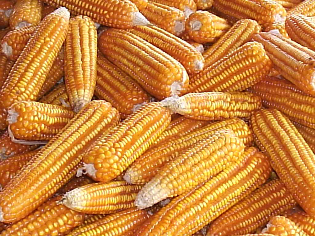 jagung