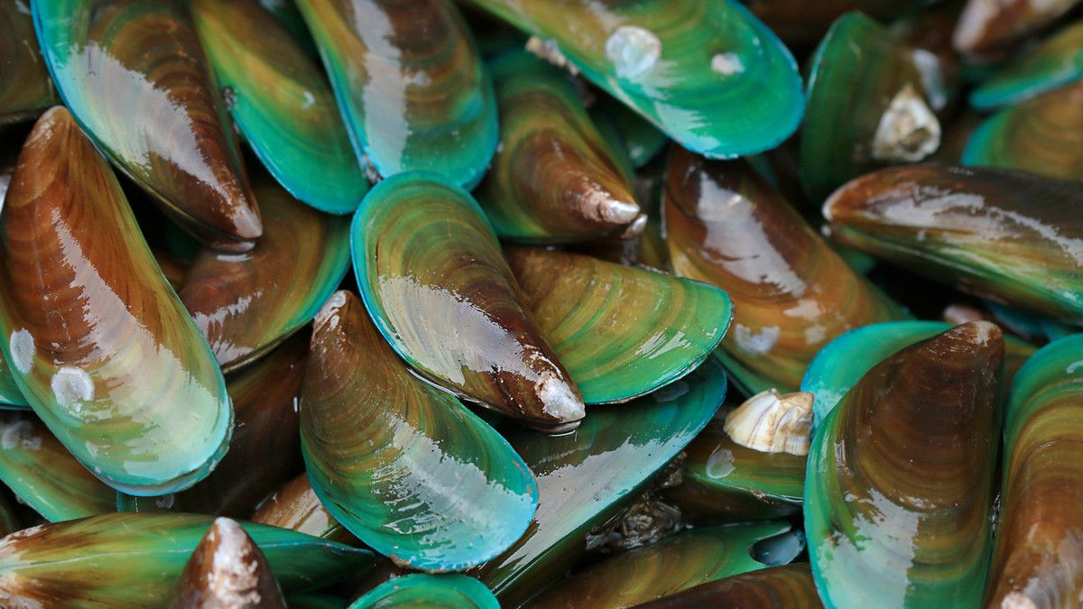 Manfaat Kerang Hijau Buat Tubuh