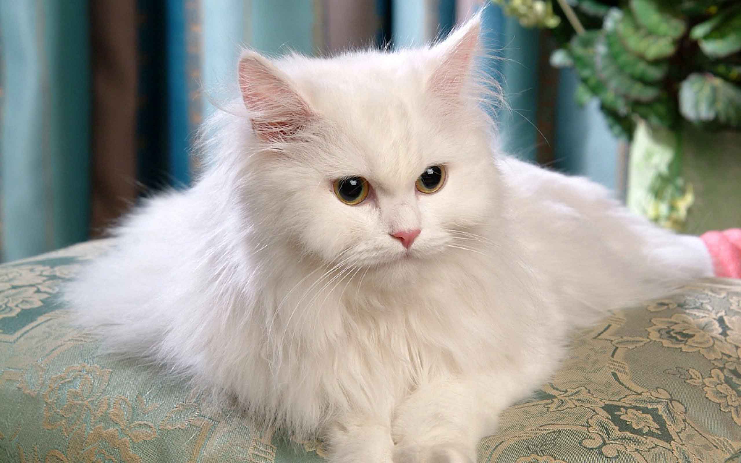 cara merawat kucing persia