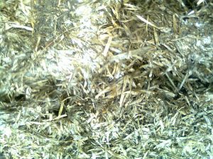 fermentasi daun bambu kering