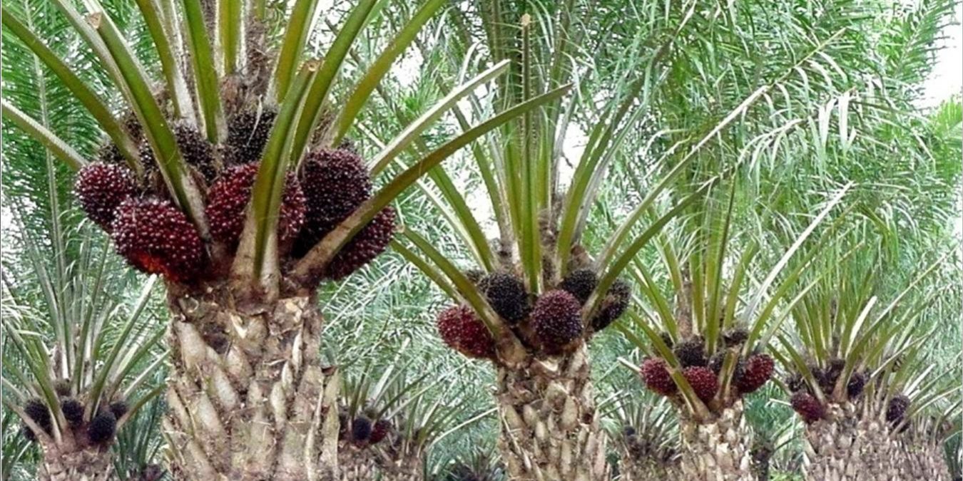 Jenis Manfaat Kelapa Sawit