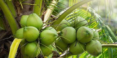 Inovasi produk kelapa terbaru