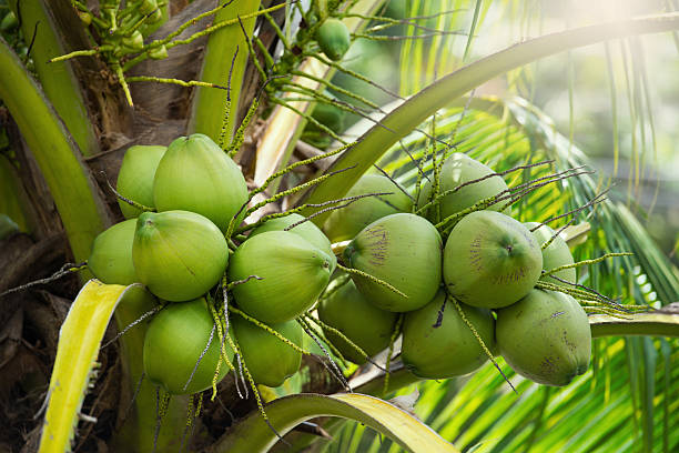 Inovasi produk kelapa terbaru