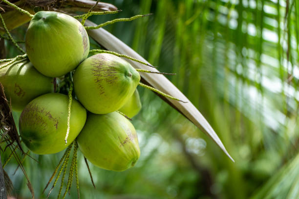 Koperasi petani kelapa sukses