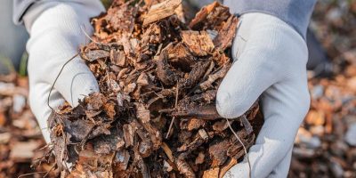 Tips membuat pupuk kompos dari daun kering