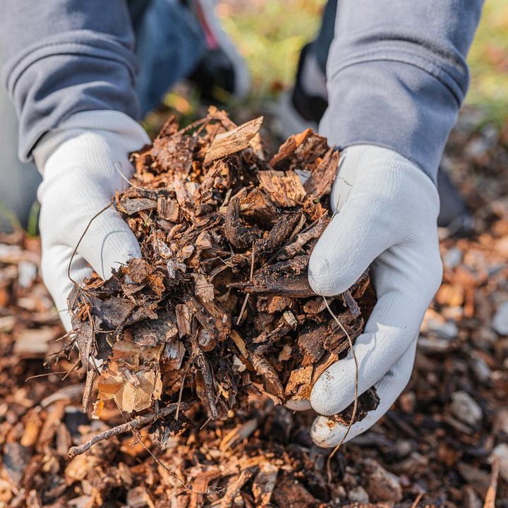 Tips membuat pupuk kompos dari daun kering