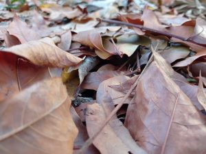tips mengolah daun kerin gmenjadi pupuk kompos 