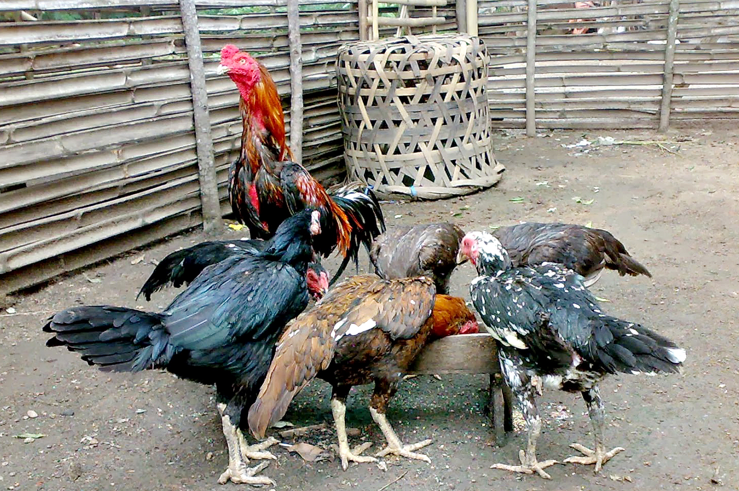 tipsbeternakayamkampung