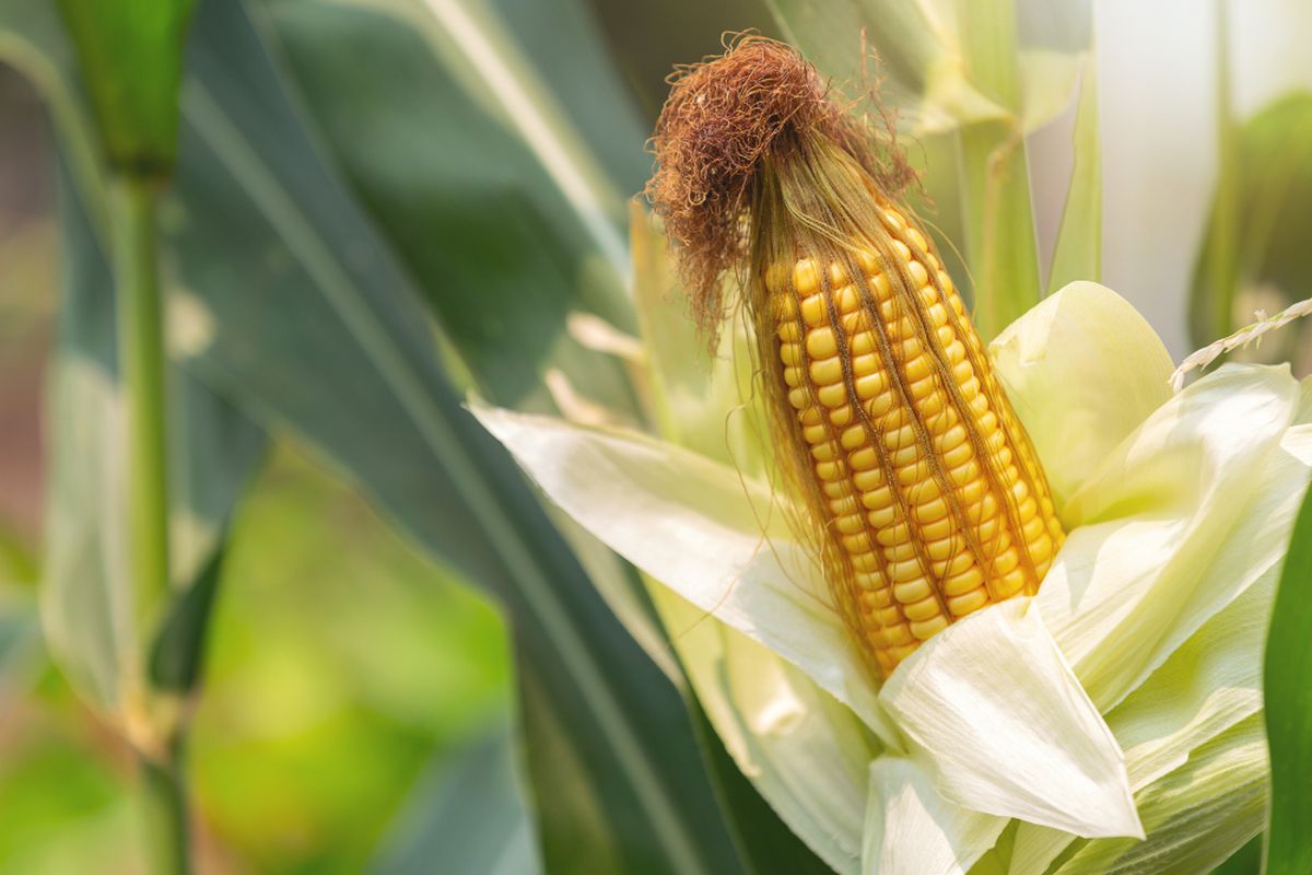 Tanaman Jagung Untuk Pakan Ternak