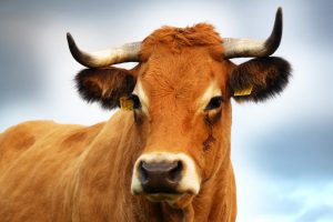 bisnis jual beli sapi