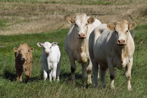 bisnis jual beli sapi