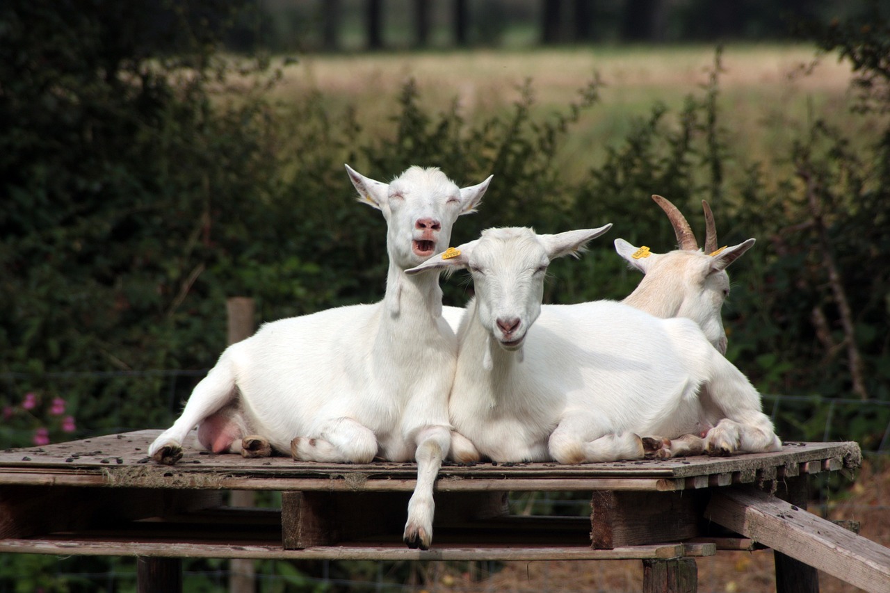cara ternak kambing agar sukses
