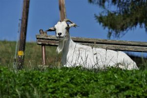 cara ternak kambing agar sukses