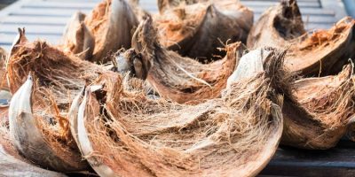 Kegunaan Luar Biasa dari Sabut Kelapa yang Perlu Anda Ketahui