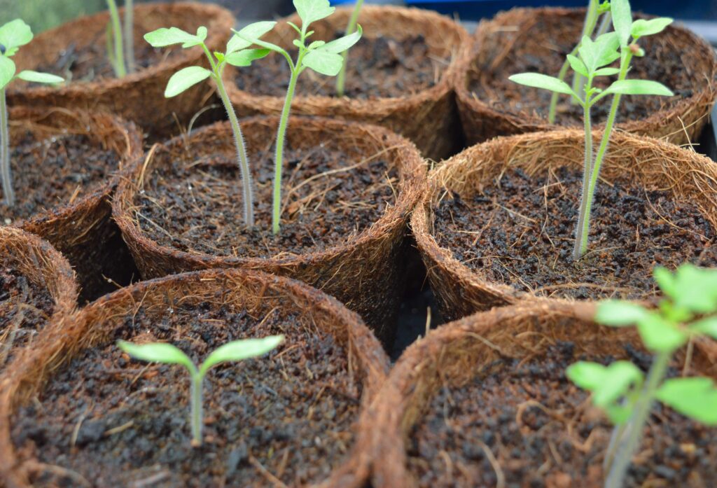 Sabut Kelapa Pendukung Tanaman Hortikultura