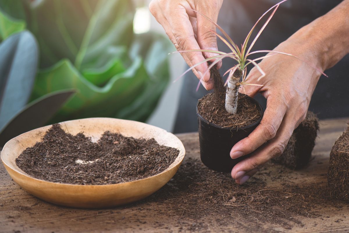 Langkah Mudah Membuat Cocopeat dari Sabut Kelapa