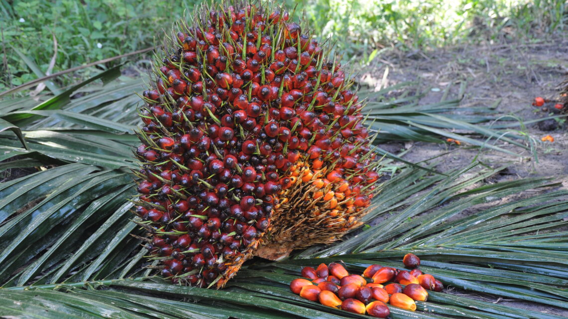 Panduan Memilih Bibit Sawit Unggul agar Buah Sawit Lebih Besar dan Produktif