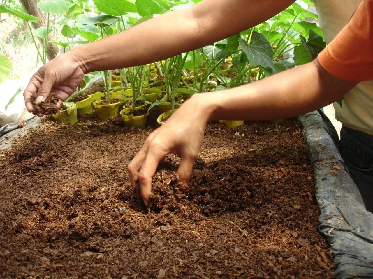 Cara Mengolah Sabut Kelapa Menjadi Cocopeat