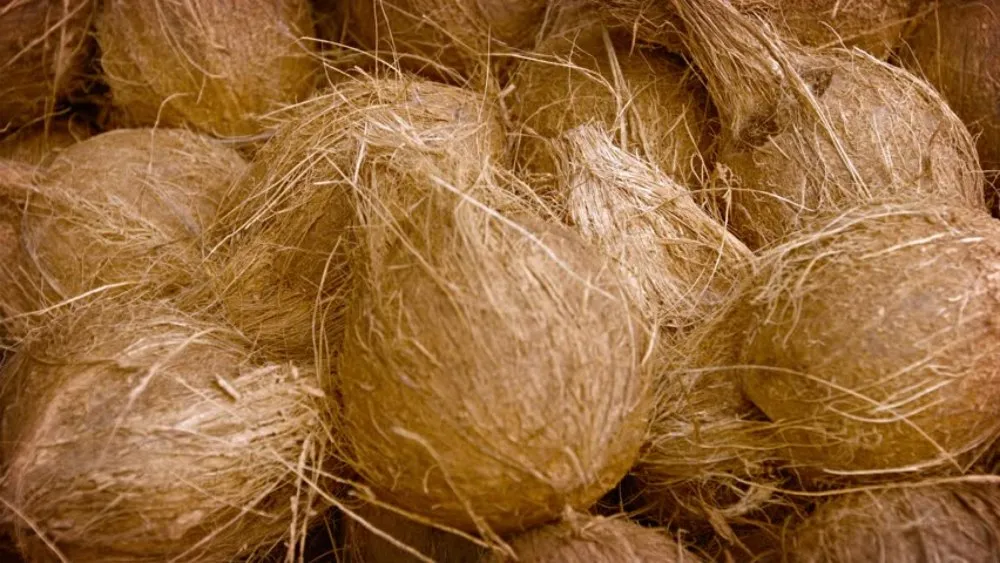 Penerapan Teknologi Canggih dalam Pengolahan Sabut Kelapa