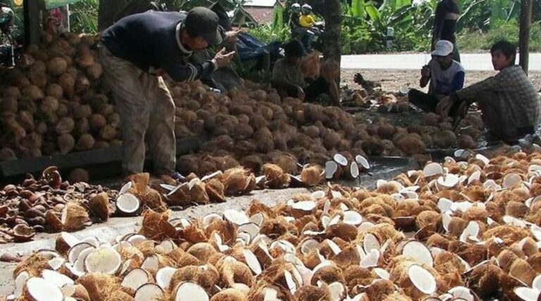Cara Berbisnis Kelapa Tua Modal Minim Bagi Pemula