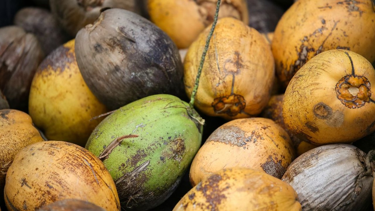 bahan baku sabut kelapa